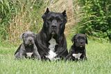 CANE CORSO 1277